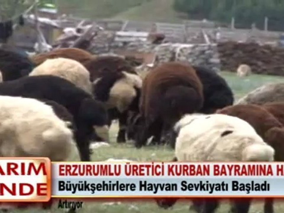 ERZURUMLU ÜRETİCİ KURBAN BAYRAMINA HAZIR