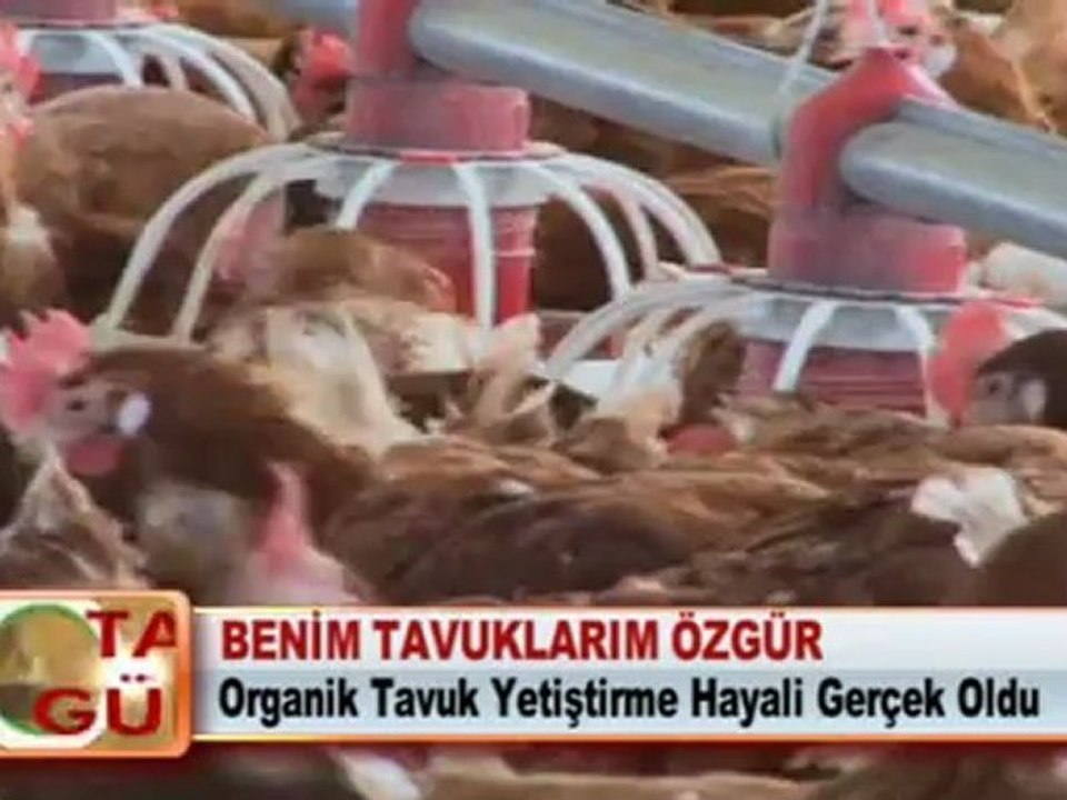 BENİM TAVUKLARIM ÖZGÜR