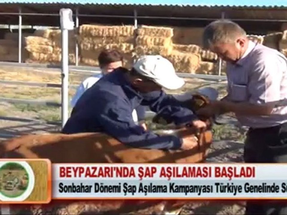 BEYPAZARI’NDA ŞAP AŞILAMASI BAŞLADI