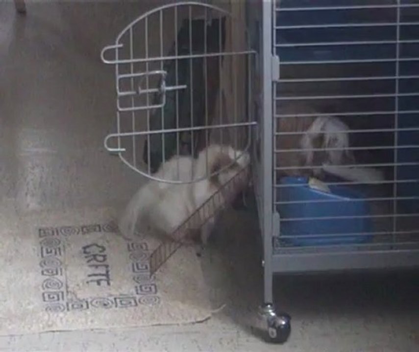 Mes cochons d'inde rentrent toutes seules