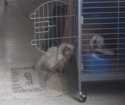 Mes cochons d'inde rentrent toutes seules