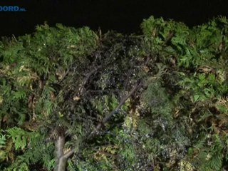 Brand in coniferenhaag in Winschoten - RTV Noord