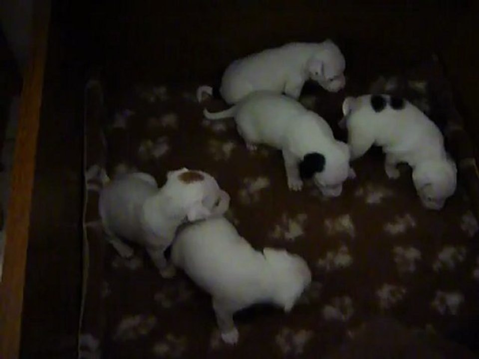 chiots Ficelle et Berny