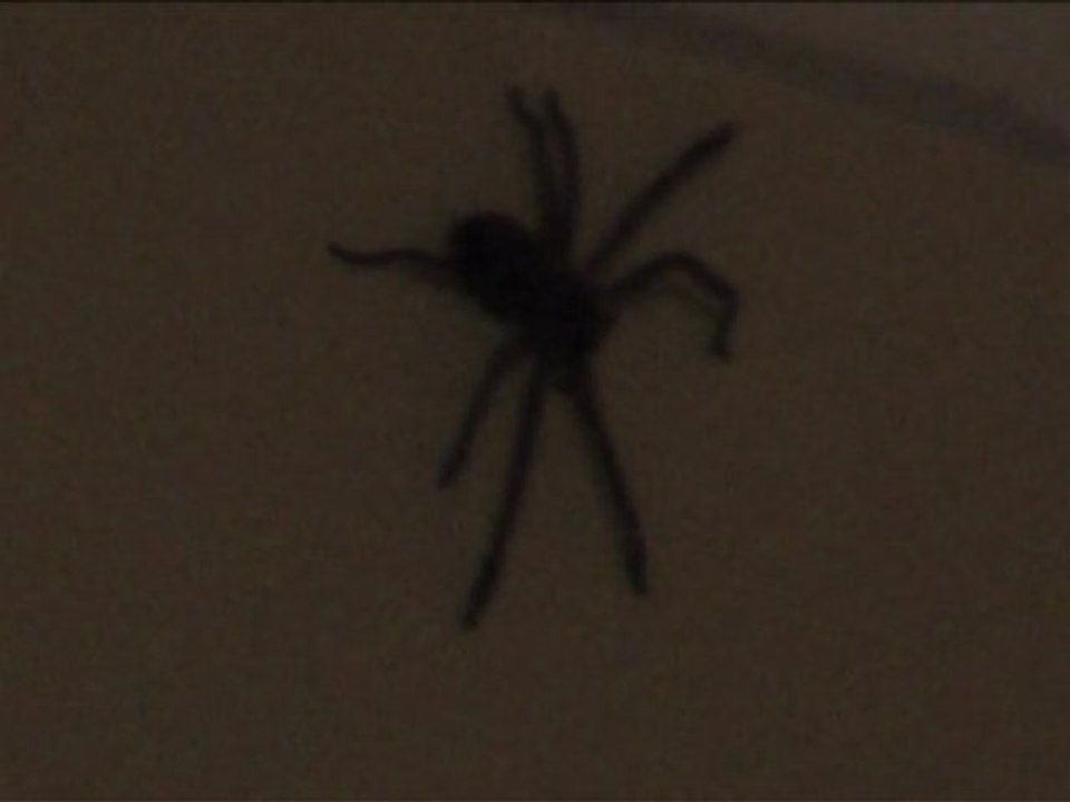 OZ TA VIE 8/13 CAIRNS ET LES WHITSUNDAYS (FRANCAIS)