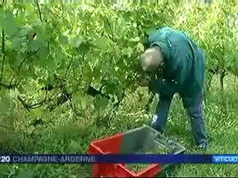 Coiffy (52) : Vendanges bio et vins de pays