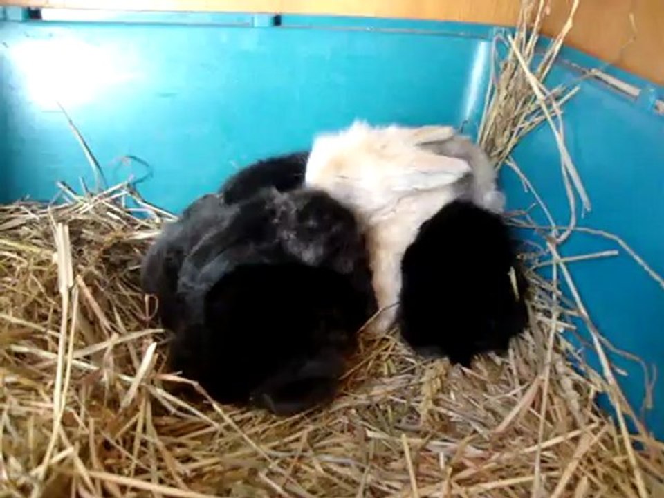 24_07 780 lapereaux de Ambre et armani bélier angora  viennent d'ouvrir les yeux