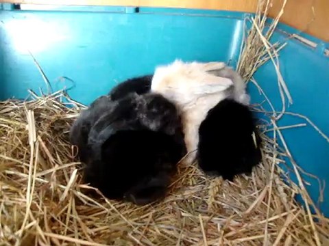 24_07 780 lapereaux de Ambre et armani bélier angora viennent d'ouvrir les yeux