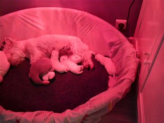 Tétée à 5 jours de 4 chiots Westie