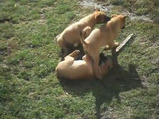 Chiots malinois