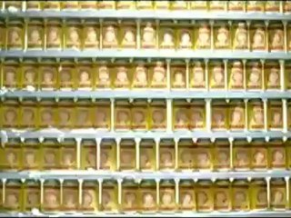 13The Offspring - Want You Bad