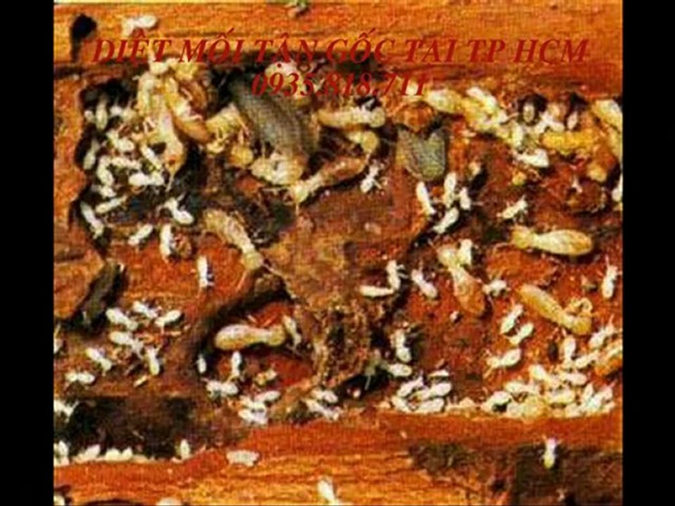 diet moi tan goc tại nhà