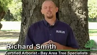 Tree Stump Removal San Jose CA.  Call US 408-836-9147