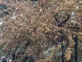 Yeni iPad'in Kamerasından 1080p Video