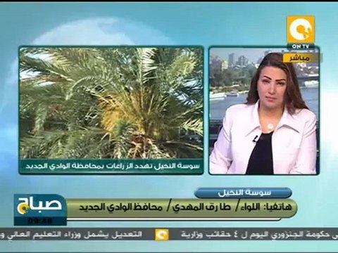 صباح ON: سوسة النخيل تهدد بلح الوادي الجديد