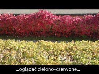 Testuj z orange zad 4