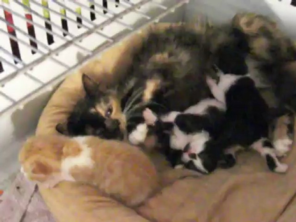 Haagendazs et ses bébés