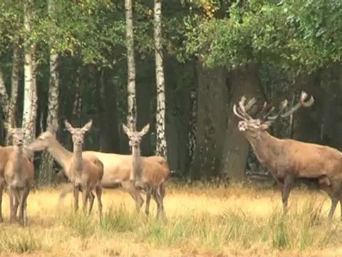 Brame du cerf à l'Espace rambouillet