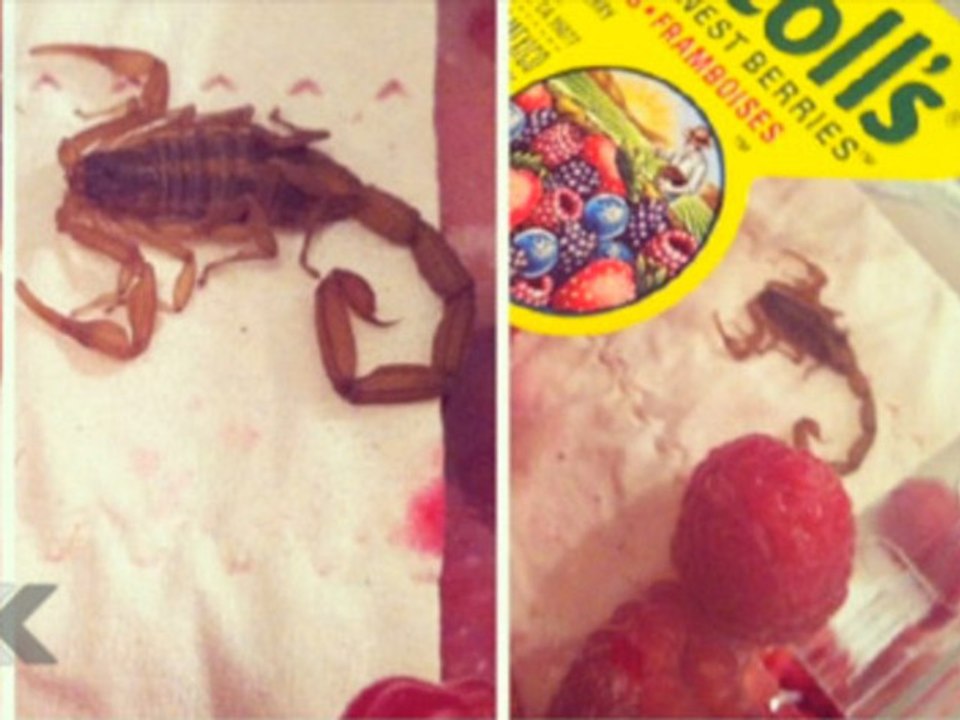 Un scorpion dans ses framboises