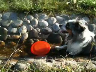 Frisbee et Baignade !