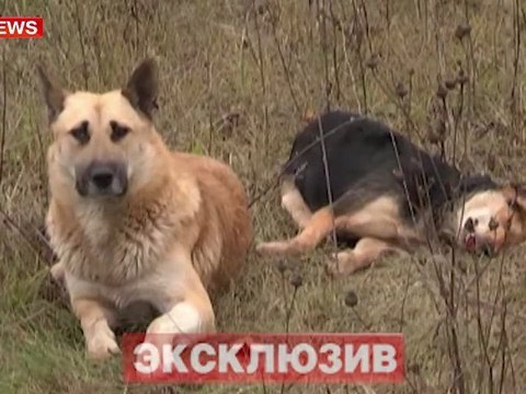 Chien loyal monte la garde près de sa femelle morte