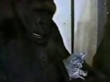 Koko The Gorilla And Her kitten