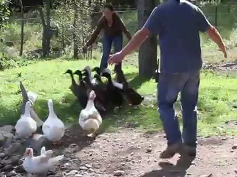 Canards font leur premier bain de leur vie