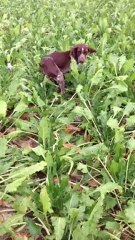 Giuseppe De la Colline du Bosc Braque Italien