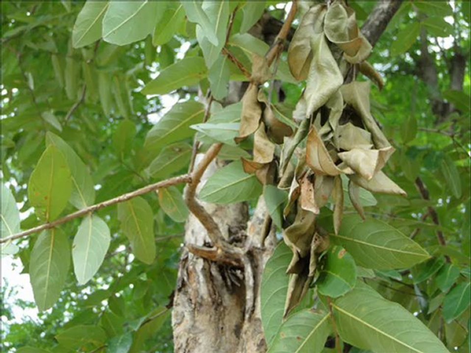 Senary Ingredients of Anamirta cocculus (L.) Wight & Arn. based Herbal Formulations: Pankaj Oudhia’s Medicinal Plant Database