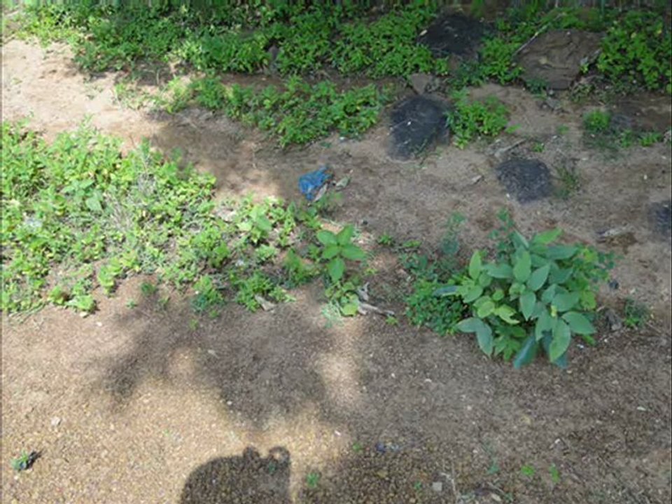 Senary Ingredients of Uvaria zeylanica L. based Herbal Formulations: Pankaj Oudhia’s Medicinal Plant Database
