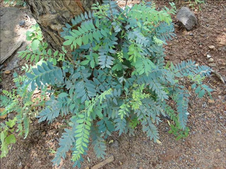Senary Ingredients of Cissampelos pareira L. var. hirsuta (Buch.-Ham. ex DC.) Forman based Herbal Formulations: Pankaj Oudhia’s Medicinal Plant Database