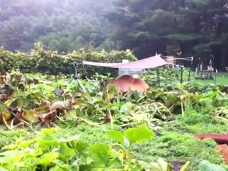 Гигантская тыква