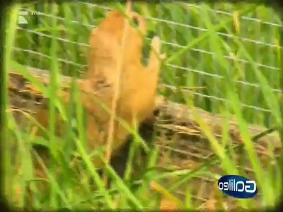 Ziesel-Wiederansiedlung in Deutschland im Erzgebirge