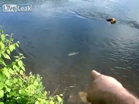 Собаки-рыболовы