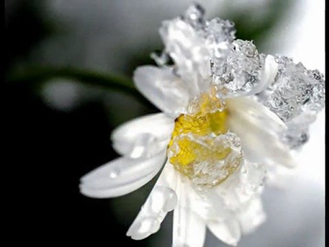 bice - lily on the hill (acoustic version)