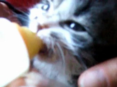 Intro de mon blog ! (mes-petits-chats28)