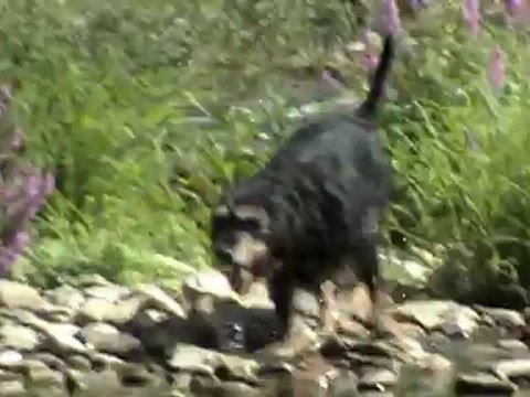 New01.mpg L' ALLIER BRIOUDE AOUT 2012