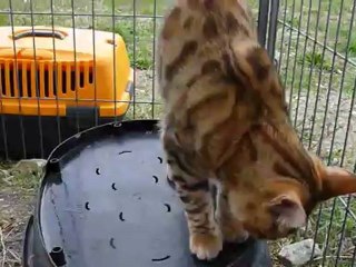 Magic Bengal HEMILIO - (just 5 months)