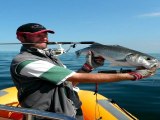 Eté 2012 boat-fishing partie 2. Pêche du bar dans le Nord. Gros bars. Super qualité : HD 1080 !