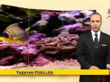 Fosil filmler-Mercan