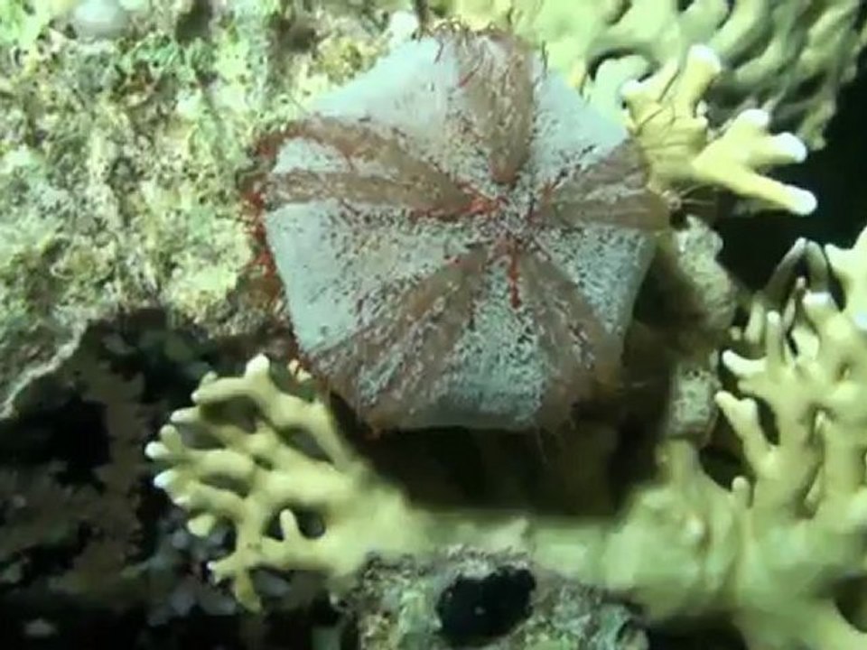 Plongée de nuit à Sharm el Sheikh