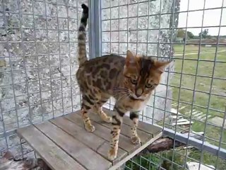 Magic Bengal GIN TONIC & wowBengals PEARL