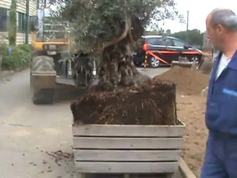 jardin sec devant un siége social, évolution des plantations sur un an.