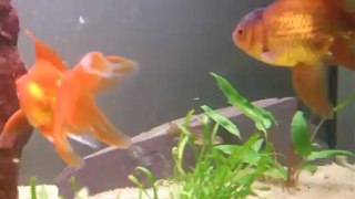 aquarium poisson rouge (oranda,ryukin,tete de lion....)
