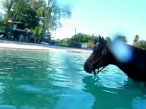 World Heritage Tourism: Polo & Race Horses Barbados Heritage