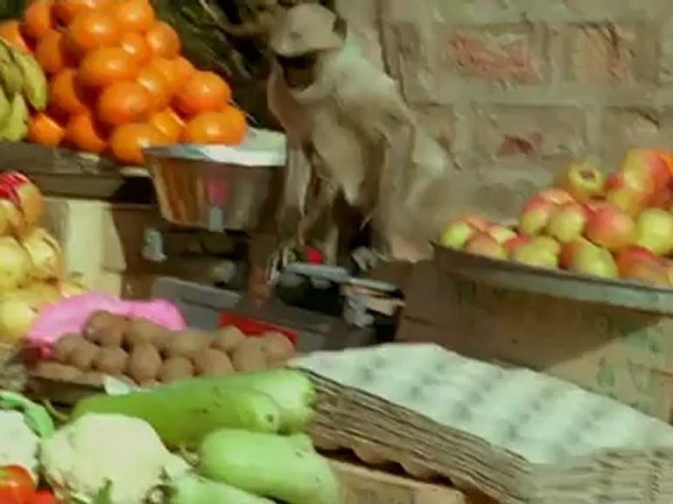 Intelligente und lustige Affen