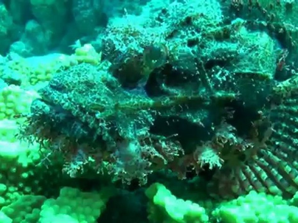 Sharm 2009