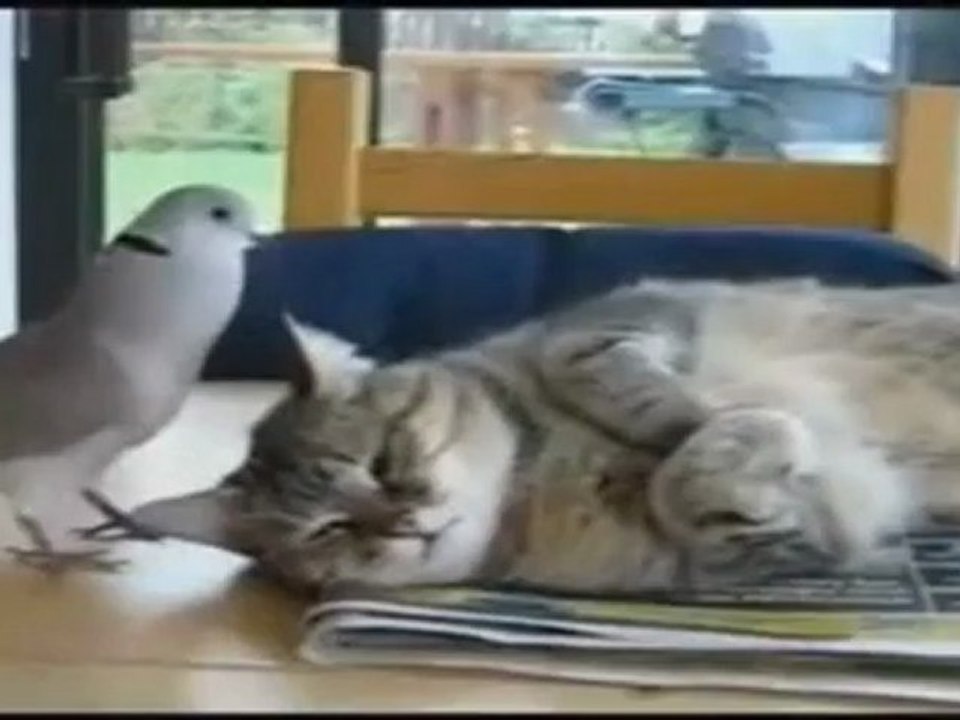 Impossible de dormir avec cet oiseau..
