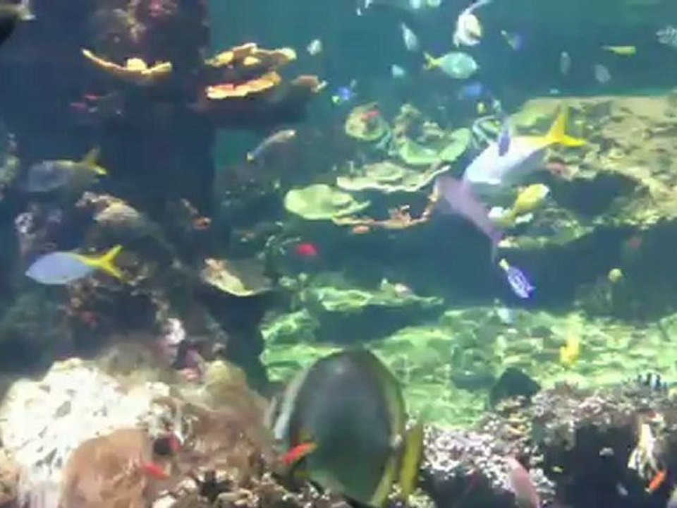 nausicaa  pas de calais