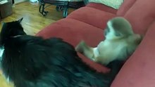 Маленькая обезьянка играет с котом