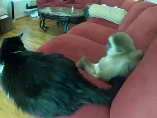 Маленькая обезьянка играет с котом
